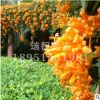 炮仗花苗藤美麗易養藤本炮仗花