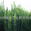 綠化苗木庭院花卉植物紅王子錦帶小苗 紅王子錦帶樹苗耐寒耐旱