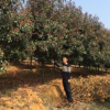 供應(yīng)8公分紅葉石楠樹
