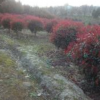 150公分紅葉石楠球
