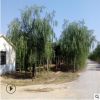 垂柳價(jià)格垂柳基地垂柳產(chǎn)地垂柳圖片