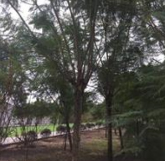 藍花楹 米徑15-18藍花楹