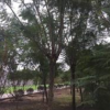 藍花楹 米徑15-18藍花楹