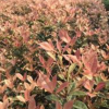 新品種五彩桂花、彩葉桂、七彩桂花