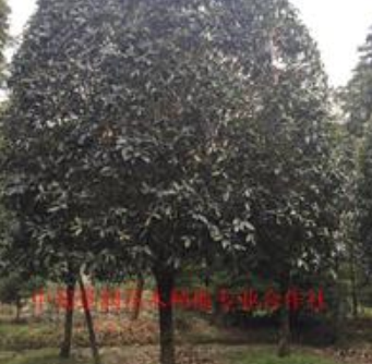 精品桂花高桿桂花