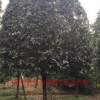 精品桂花高桿桂花