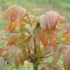 供應優(yōu)質香椿苗 2公分優(yōu)質紅油香春樹苗現挖現賣包成活香椿葉小苗