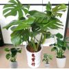龜背竹盆栽水培室內大型綠植花卉進化空氣蓬萊蕉鐵絲蘭穿孔喜林芋