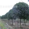 成都高桿桂花批發 溫江精品桂花樹苗 高桿桂花基地