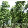批發成都三角楓報價 溫江三角楓基地 四川三角楓供應移植苗熟貨