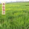 低價水生鳶尾 苗 濕地水體綠化 觀花苗可盆栽 優質水生植物批發