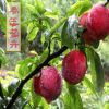果樹苗木嫁接果苗南方北方可種植黃金李子苗優質李子樹苗批發