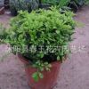 限時特價綠植盆栽米蘭苗室內植物 芳香濃郁驅蚊子 雅氣十足多年生