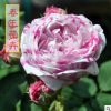 月季花苗 抓破美人臉月季苗 株高30-50cm 牙簽苗帶育苗盤發貨