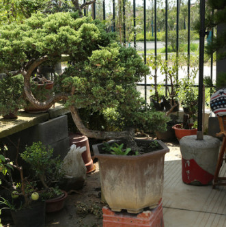 苗圃直銷 供應柏樹工程綠化苗木高速公路鐵路隔離常用 苗圃批發(fā)