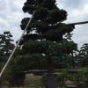 本產品來自浙江奉化移植7年以上的五針松