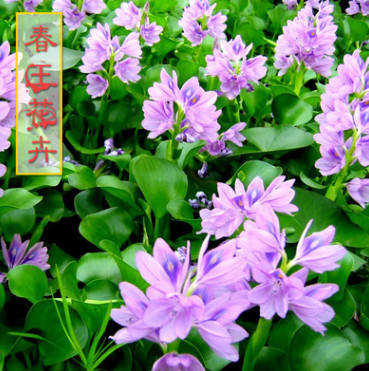 批發(fā)水生植物 水葫蘆苗 鳳眼蓮 水葫蘆 河道凈化專用 可盆栽