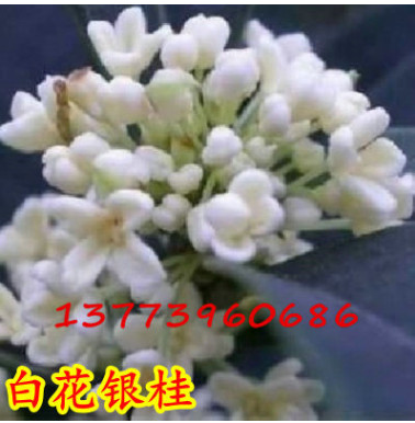 香氣頗濃白花銀桂 白色桂花樹苗 四季桂花樹 精品桂花樹苗批發