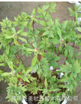 盆栽牡丹 室內(nèi)花卉 綠植盆栽 家庭庭院觀賞 牡丹花苗 各系類牡丹