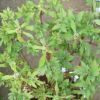 盆栽牡丹 室內(nèi)花卉 綠植盆栽 家庭庭院觀賞 牡丹花苗 各系類牡丹