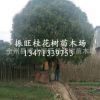 廣西桂林直銷桂花樹 大 庭陰樹 優(yōu)質(zhì)精品桂花樹 品種齊全
