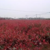 紅葉石楠小苗，紅葉石楠球，高桿紅葉石楠，湖南紅葉石楠價格