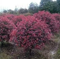 紅葉石楠小苗價格，河南省內(nèi)紅葉石楠價格，潢川紅葉石楠球價格