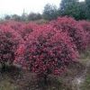 紅葉石楠小苗價格，河南省內紅葉石楠價格，潢川紅葉石楠球價格