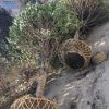 桂花樹供應，河南省桂花球價格，潢川金桂價格十公分粗桂花求購