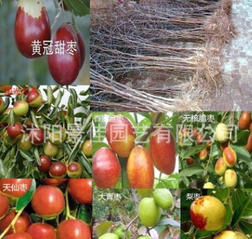 批發國光大棗苗 直銷棗樹苗 紅棗樹苗 嫁接果樹苗 掛果多 苗圃苗