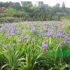 湖南鳶尾基地 鳶尾花花語 鳶尾價格 鳶尾圖片