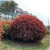 紅葉石楠 紅葉石楠球