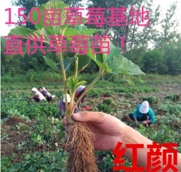150畝草莓基地直供 優質草莓苗 紅顏 家庭盆栽地栽苗