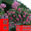 專業供應紫薇 紫薇苗 紫薇小苗 紫薇樹苗 湖北紫薇