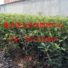 苗木 桂花樹苗70-180cm高金桂樹苗 大小桂花樹批發自產自銷