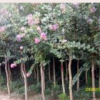 紫薇報價/河南紫薇報價