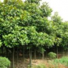 廣玉蘭行情報價\廣玉蘭圖片展示
