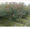 2014秋季櫸樹，欒樹，紅葉石楠*新供應