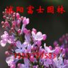 丁香花苗 庭院/盆栽 可開花植物丁香花樹苗 濃香花卉 多品種可選