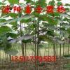 綠化苗木批發(fā)法國梧桐樹綠化喬木梧桐樹苗 品種多樣規(guī)格齊全
