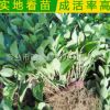 廠家供應 綠化工程常綠植物大葉黃楊球樹苗 耐寒常綠植物