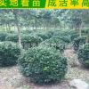 供應大葉黃楊球 冬青球規格齊全  大葉黃楊