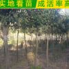 直銷大葉女貞 園林綠化專用 喬木類 高桿女貞 大葉女貞小苗
