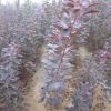 基地直售紅櫨 現挖現賣易成活叢生紅櫨 供應紅櫨價格便宜