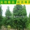 批發供應水杉 水杉樹 工程綠化苗木 各種規格水杉樹