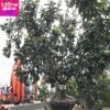 柚子樹 頭徑16公分冠300厘米 供應批發柚子樹 移植樹
