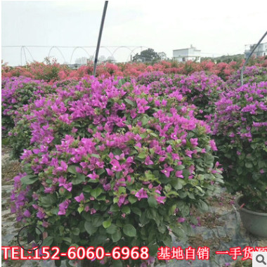 球形三角梅盆栽潮州紅造型三角梅同安紅三角梅樁頭紫花漳州產地