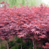 美國紅楓