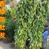 香樟樹 香樟基地直銷1~3公分大量銷售