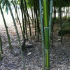 2CM 黃紋竹